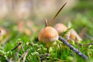 Orange filigree mushrooms in moss on forest floor. Macro view from the habitat. photo