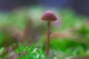 un pequeño hongo de filigrana en el suelo del bosque con una luz suave. tiro macro naturaleza foto