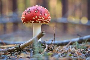 Toadstool at the bottom of a coniferous forest in the woods. Poisonous mushroom photo