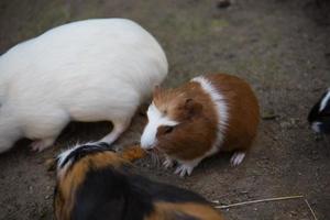 brown white guinea pigs as pets