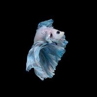 Blue betta fish photo