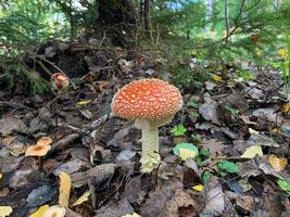 Red fly toxic agaric mushroom closeup 4 photo