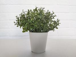Small green plant in pot in interior photo
