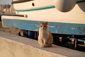 White-red shorthair cat sits on the background of an old wooden boat. The cat is napping in the sun. The muzzle of a cat with yellow-green eyes, a long white mustache, a pink nose and shiny coat. photo