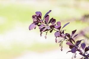 Young branches of the shrub. Close-up on blurred greenery with copying of space, using as a background the natural landscape, ecology, fresh wallpaper concepts. Selective focus. photo