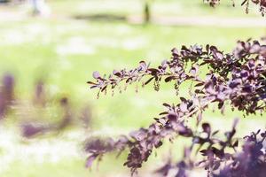 Young branches of the shrub. Close-up on blurred greenery with copying of space, using as a background the natural landscape, ecology, fresh wallpaper concepts. Selective focus. photo