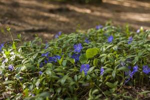 Blue flowers spread out like a carpet in the spring forest. Spring flowering season. Nature and gardens. Background for flower design. Space for copying. Selective focus. photo