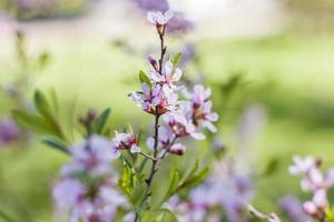 Cherry, sakura. The tree is in bloom. Spring flowering season. Nature and gardens. Background for flower design. Space for copying. Selective focus. photo