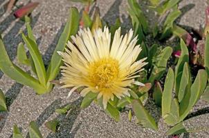 Coastal Flower on a Sandy Beach photo