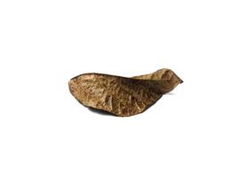 autumn brown dry leaves isolated on a white background. photo