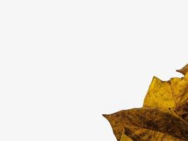 background of a pile of autumn yellow leaves isolated on a white background. concept of natural background and fall. photo