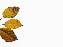 three fruits of autumn leaves isolated on a white background. background concept of nature and fallthree fruits of autumn leaves isolated on a white background. background concept of nature and fall photo