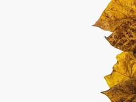 background of a pile of autumn yellow leaves isolated on a white background. concept of natural background and fall. photo