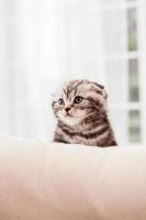 Little explorer. Curious little Scottish fold kitten looking away while sitting indoors photo