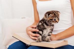 pequeño ratón de biblioteca. lindo gatito sentado en el libro abierto mientras es acariciado por una mujer foto