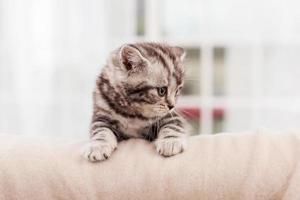 Curious explorer. Curious little Scottish fold kitten looking away while sitting indoors photo
