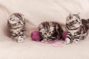 diversión sin preocupaciones. tres pequeños gatitos escoceses sentados uno cerca del otro y jugando con lana enredada foto