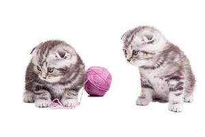 Tiny cuties. Two cute Scottish fold kittens sitting near the woolen tangle and looking away photo