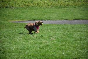 Sweet Spaniel Dog Running a Field with a Ball photo