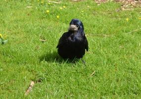 mirando un cuervo carroñero negro en la primavera foto