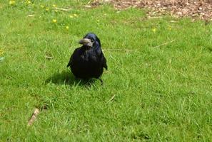 Carrion Crow Standing in a Grass Yard photo