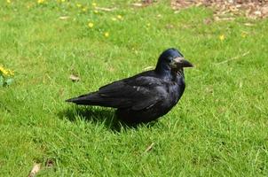 Crow with a Sharp Beak Standing in Grass photo