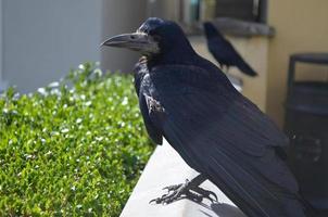 Black Crow Standing on a Patio Railing photo