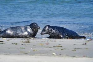 foca gris en la playa de heligoland - duna de la isla foto