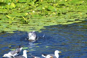 european herring gull on heligoland photo