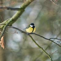 great tit on winter tree photo