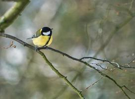 great tit on winter tree photo