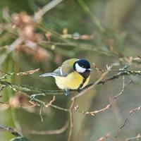 great tit on winter tree photo