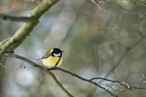 great tit on winter tree photo