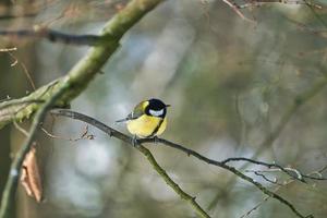 great tit on winter tree photo