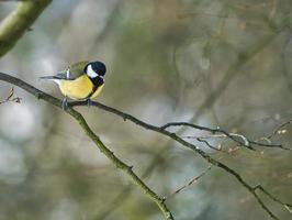 great tit on winter tree photo