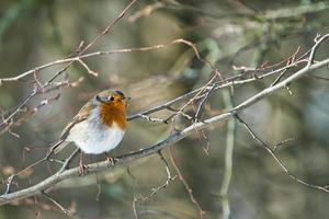 sinle robin in the winter photo