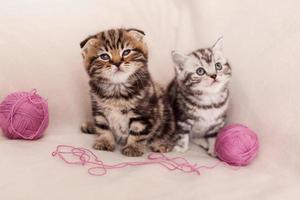 juguetón y curioso. dos curiosos gatitos escoceses sentados uno cerca del otro y cerca de la lana enredada foto