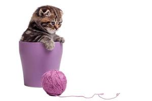 Relaxing after long time playing. Cute Scottish fold kitten sitting inside of flower pot and looking away with wool tangle laying near him photo