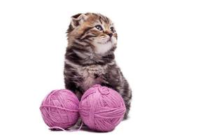 Little cutie. Cute Scottish fold kitten sitting near the wool tangles and looking away photo
