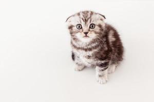 Small and curious. Top view of curious Scottish fold kitten looking at camera photo