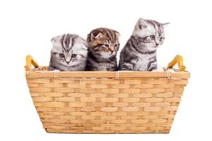 sentirse tranquilo y cómodo. tres lindos gatitos scottish fold sentados en la canasta foto