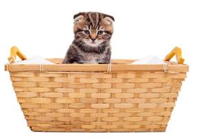 Kitten in basket. Cute Scottish fold kitten sitting at the basket and against white background photo