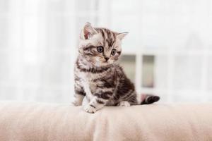 Tiny feline. Curious little Scottish fold kitten looking away while sitting indoors photo