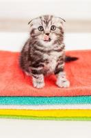 I think I am hungry. Top view of cute Scottish fold kitten licking his whisker while sitting on the top of the colorful towel stack photo