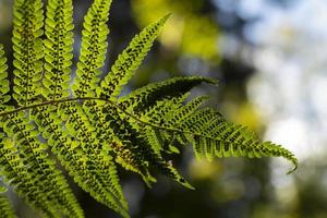 Green fern. Plant details. Leaves with spores. photo