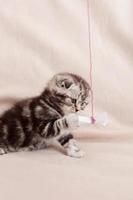 Tiny feline. Curious little Scottish fold kitten playing with a piece of paper photo