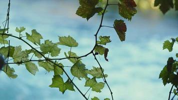 die pflanze und der wilde wasserfall in der natur video