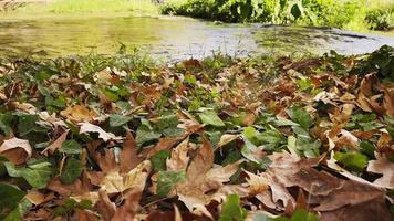 waterval visie in wild natuur video