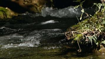 vista da cachoeira na natureza selvagem video