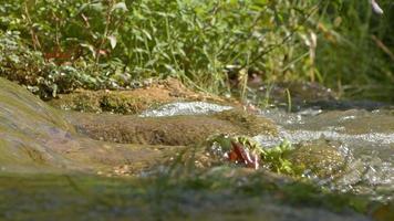 waterval visie in wild natuur video